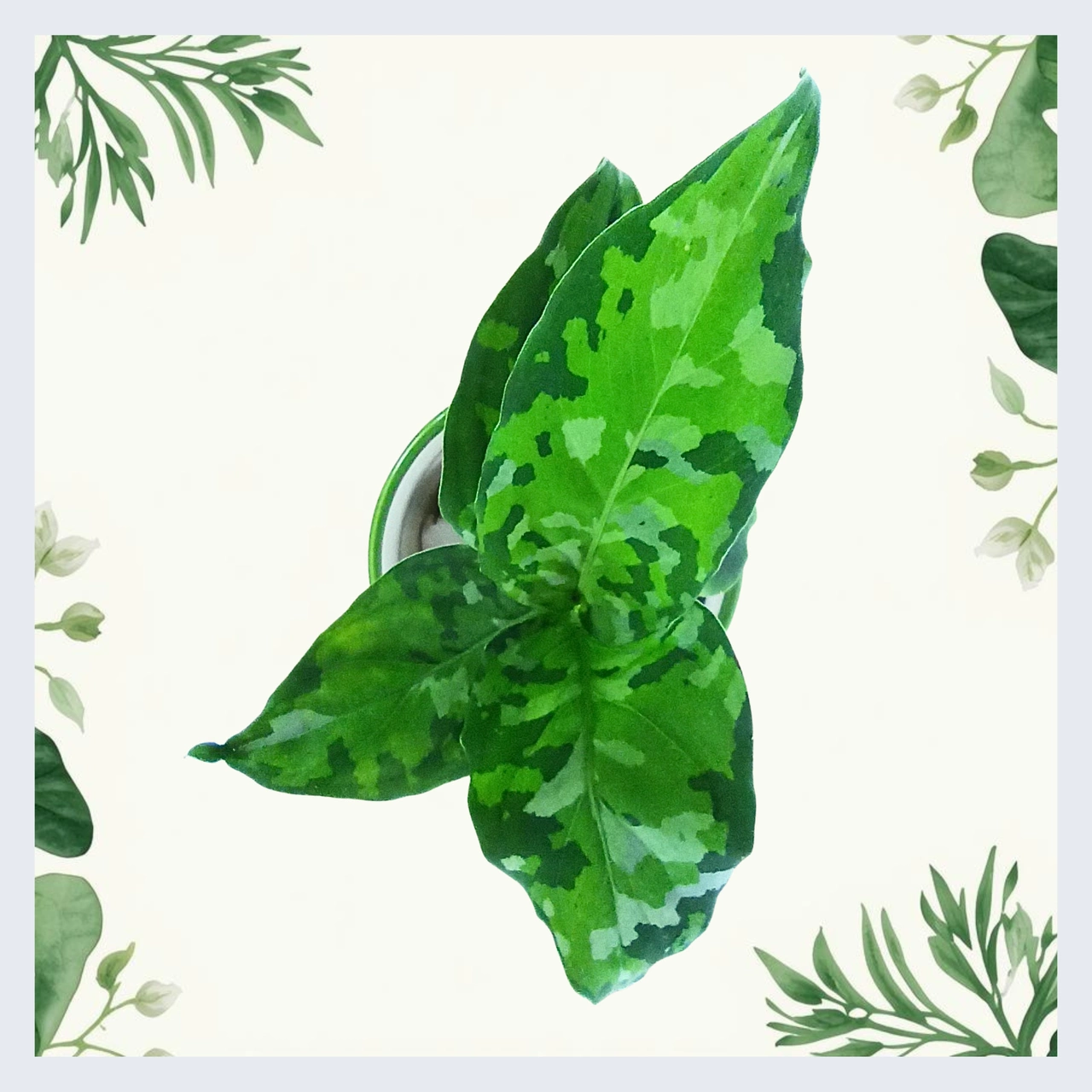 Aglaonema Pictum Tricolor C0,6