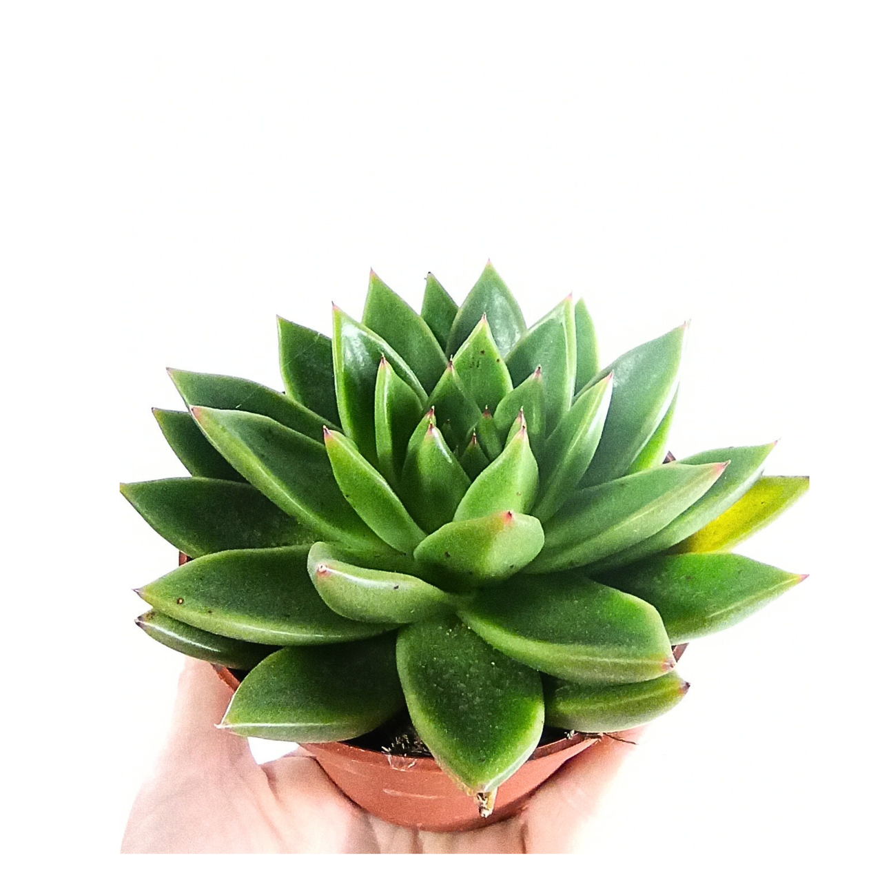 Eszeweria agavoides Echeveria C1,0
