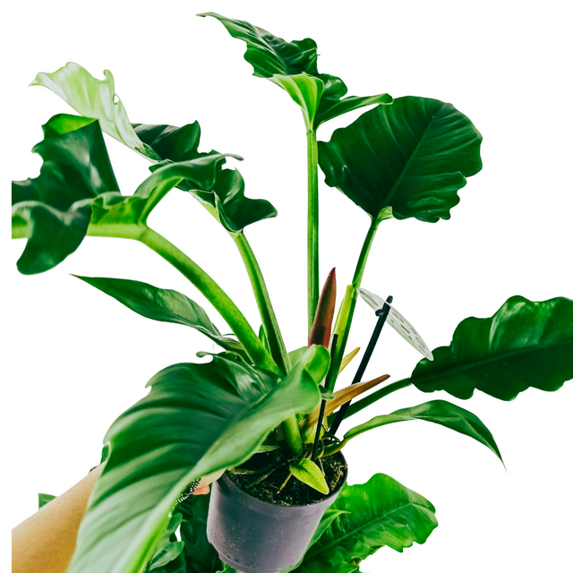 Filodendron Narrow Philodendron C1,2