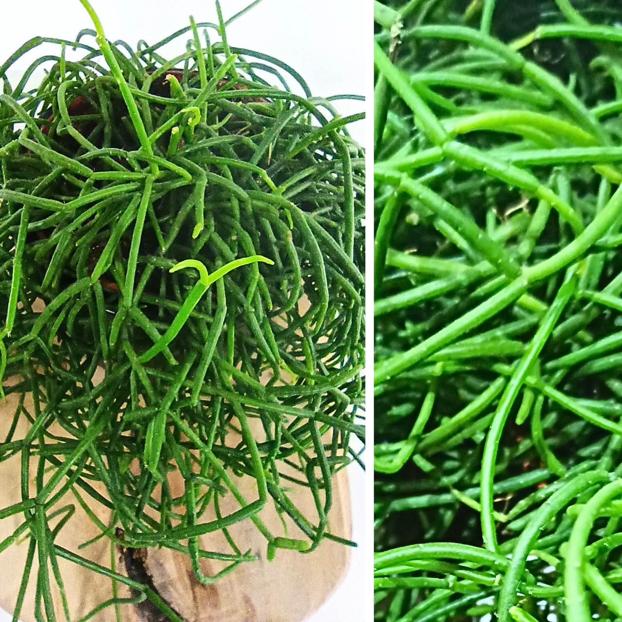 Patyczak Rhipsalis cereuscula C1,2