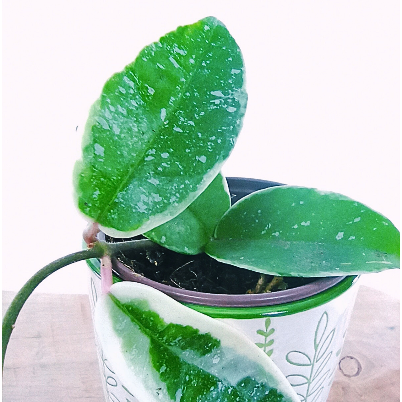 Hoya carnosa Krimson Queen Splash C0,9