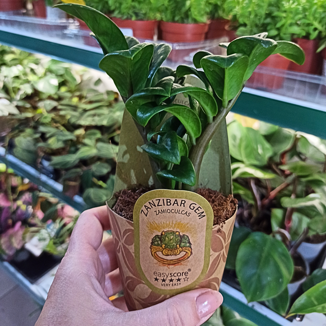 Zamiokulkas Zenzi Zamioculcas C0,9