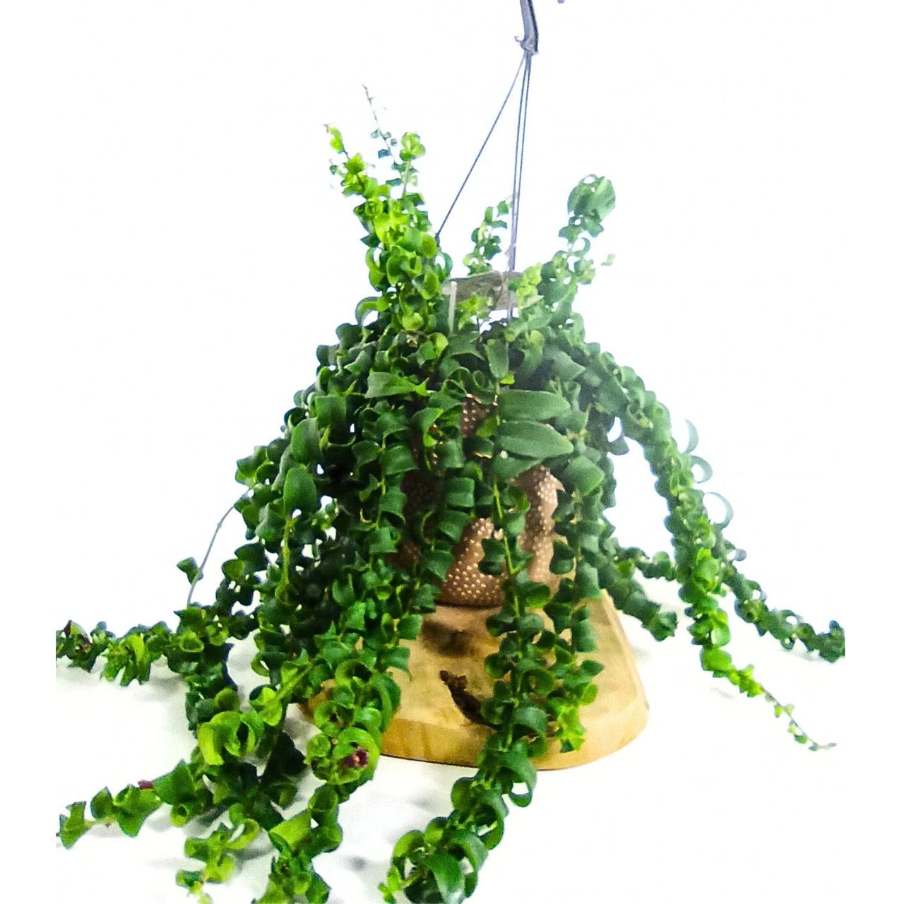 Eszynantus Rasta Aeschynanthus C1,5