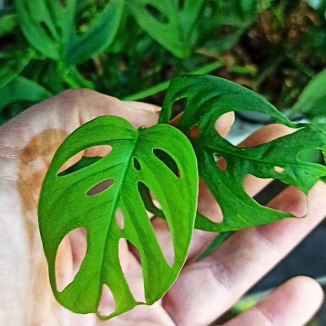 Monstera adansonii C0,6