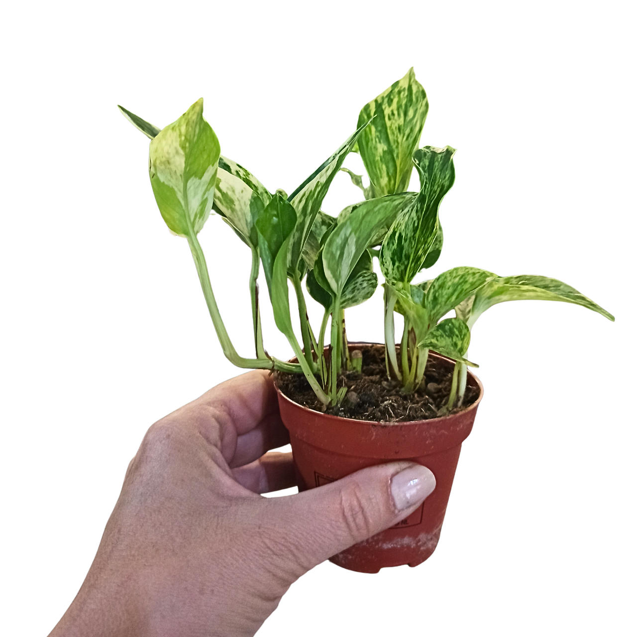 Epipremnum Marble Queen C0,9