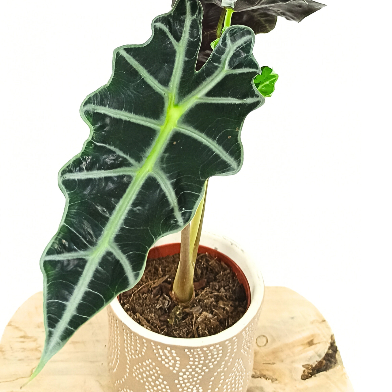 Alocasia Polly C1,2