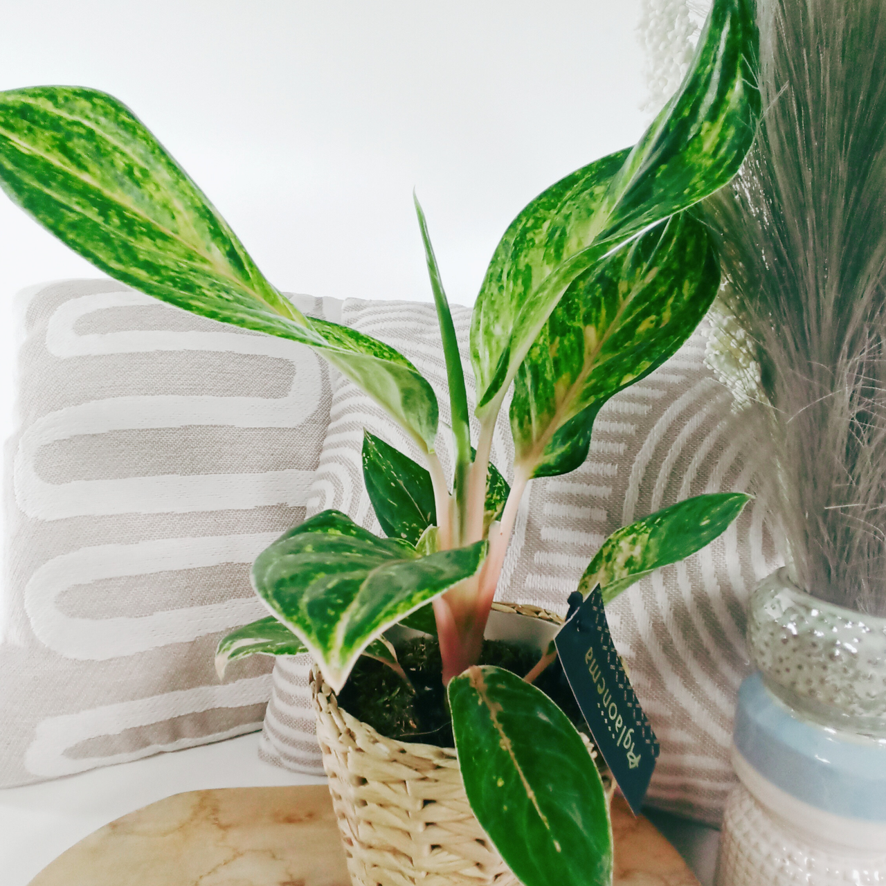 Aglaonema Peach Pearl C1,2