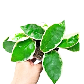 Hoya carnosa Krimson Queen C0,9