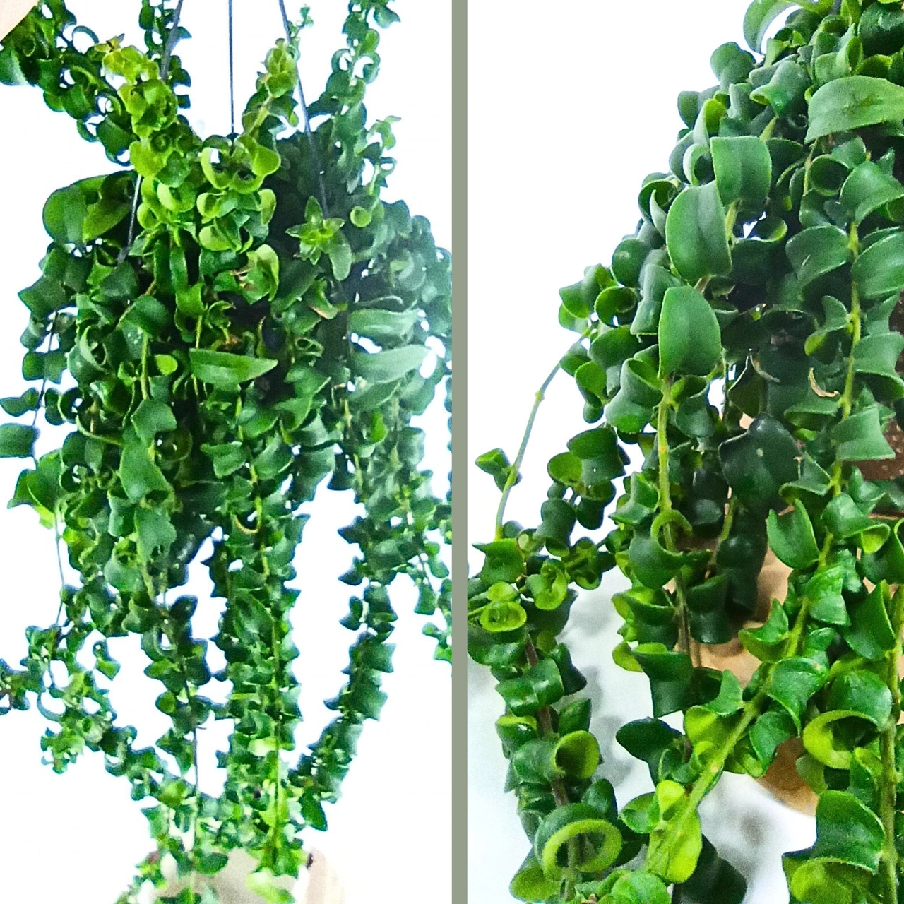 Eszynantus Rasta Aeschynanthus C1,5