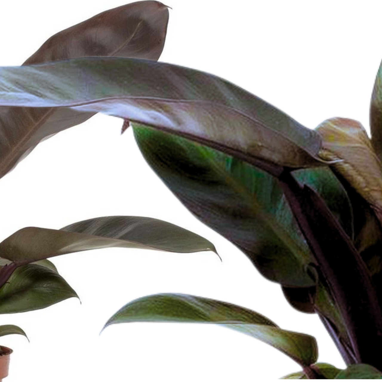 Filodendron Black Cardinal Philodendron C1,2