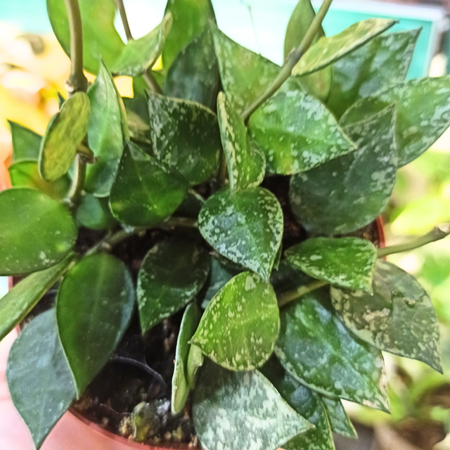 Hoya krohniana Splash C0,9