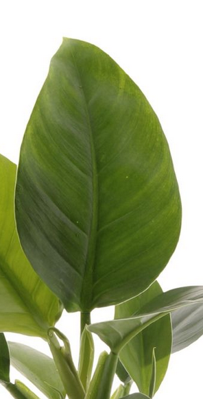 Filodendron Imperial Green Philodendron C1,2