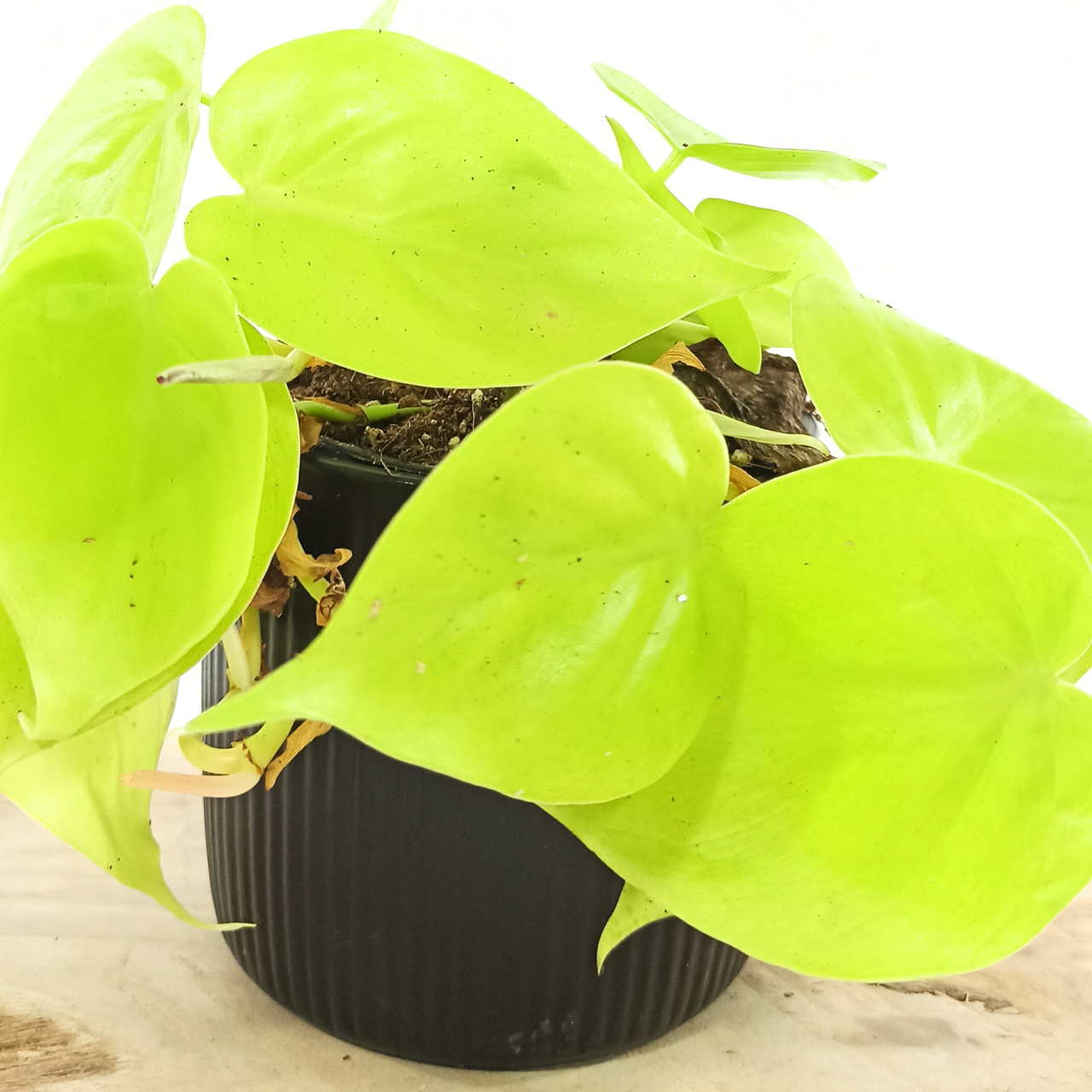 Filodendron Scandens Micans Lime Philodendron C1,2