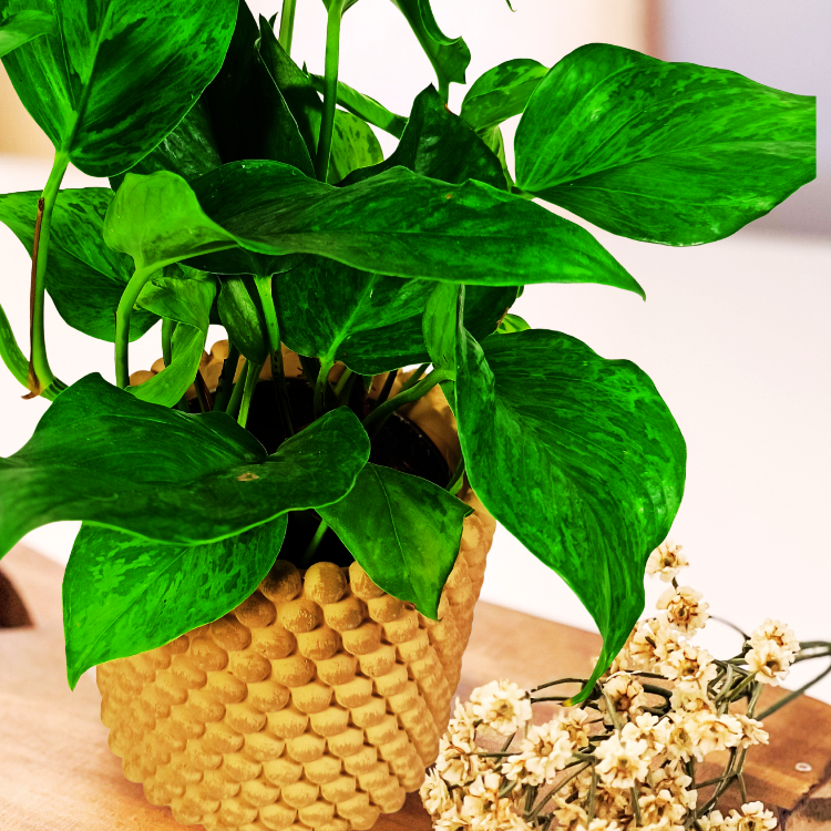 Epipremnum Marble Green C1,2