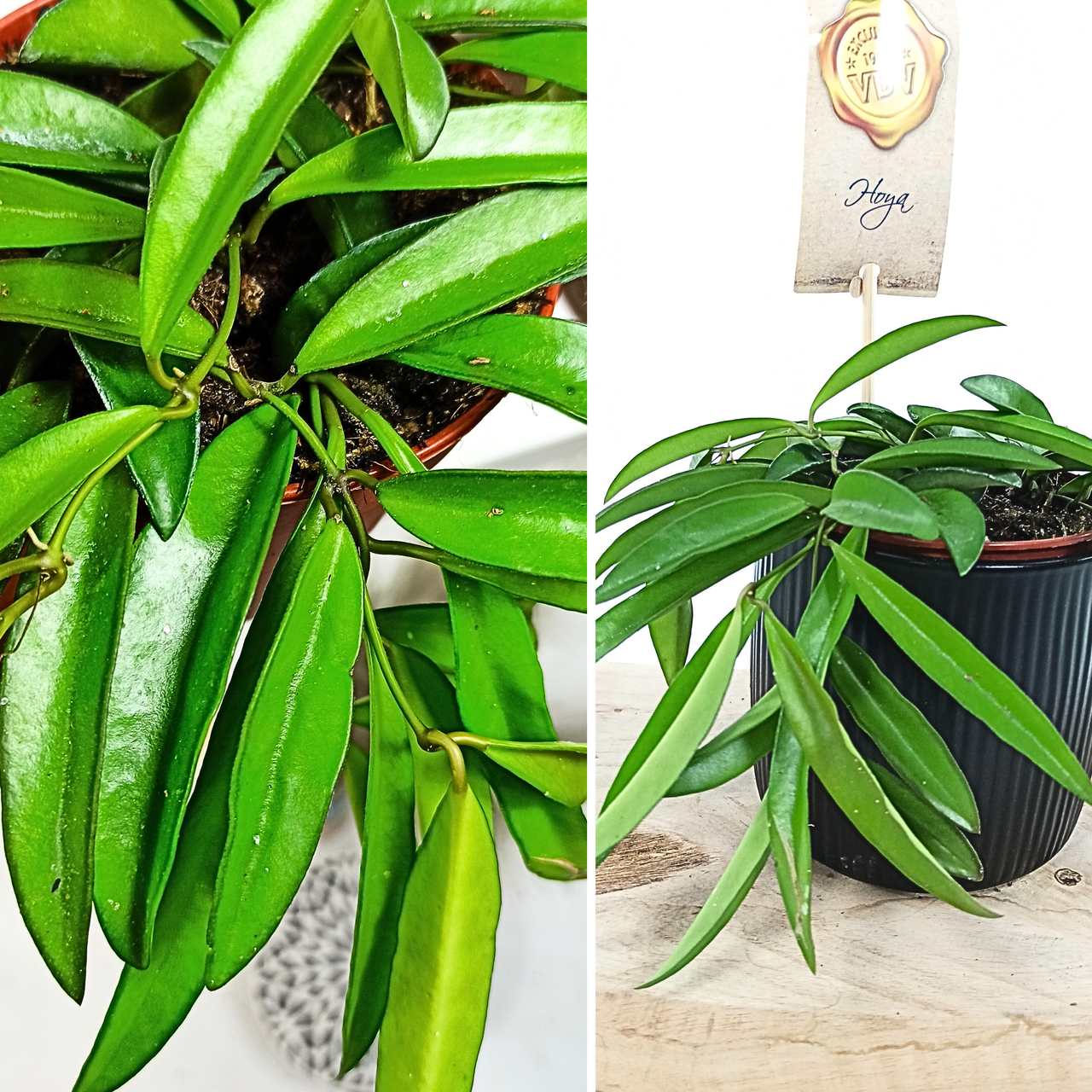 Aglaonema Peach Pearl C1,2