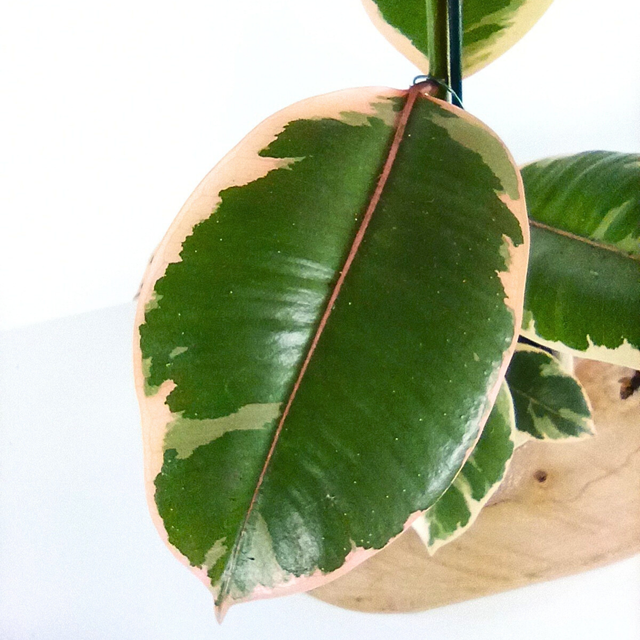 Ficus Elastica Belize C1,2