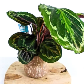 Kalatea Medalion Calathea C1,2