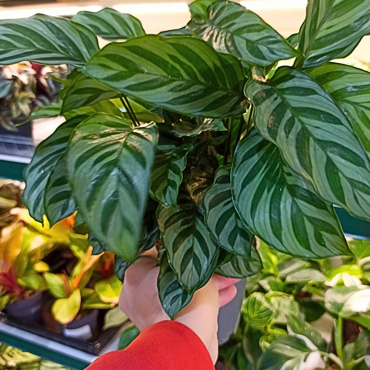 Kalatea Freddie Calathea C1,2