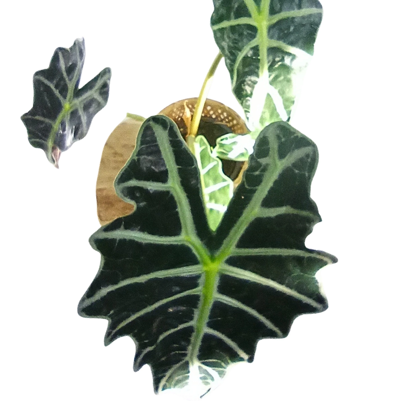 Die Alocasia Amazonica C1,2