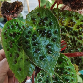 Begonia Ferox C1,2