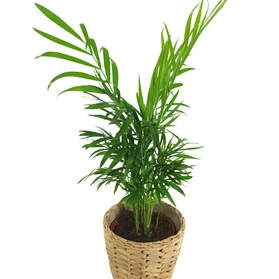 Palma Chamedora wytworna Chamaedorea elegans C1,2