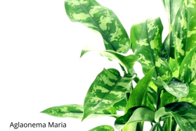 Aglaonema Maria C1,4