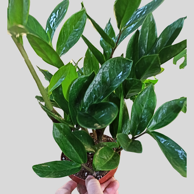 Zamiokulkas zamiifolia Zamioculcas C1,2