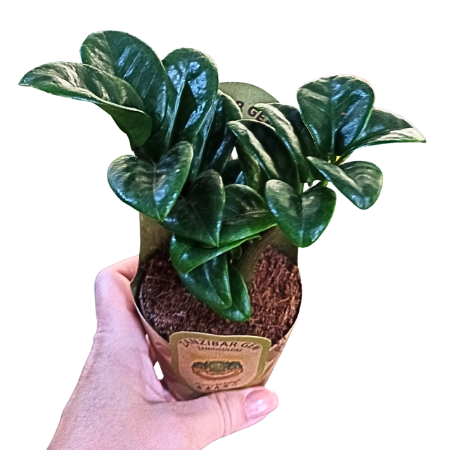 Zamiokulkas Zenzi Zamioculcas C0,9