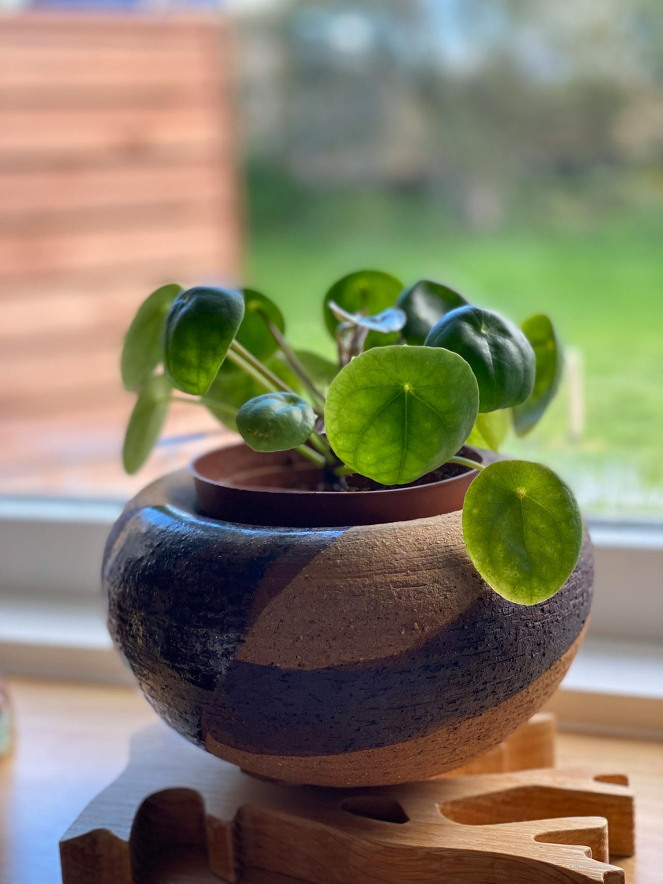 Pilea peperomioides C0,6