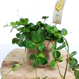 Peperomia tetraphylla Hope C1,2