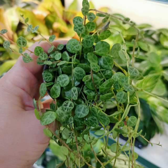 Peperomia prostrata C0,6