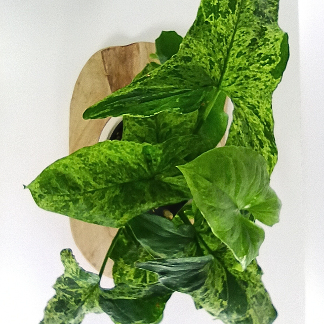 Syngonium Mottled Zroślicha C1,2