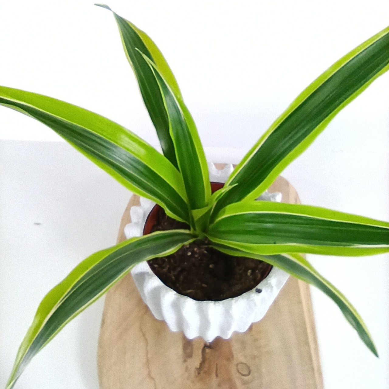 Dracaena Lemon Lime C1,2