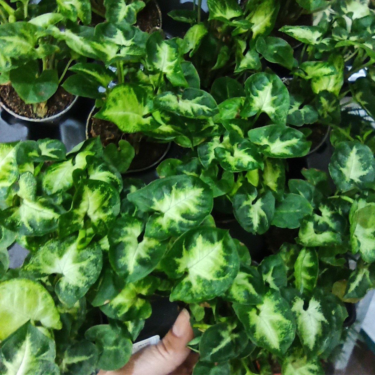 Syngonium Pixie Zroślicha C0,6