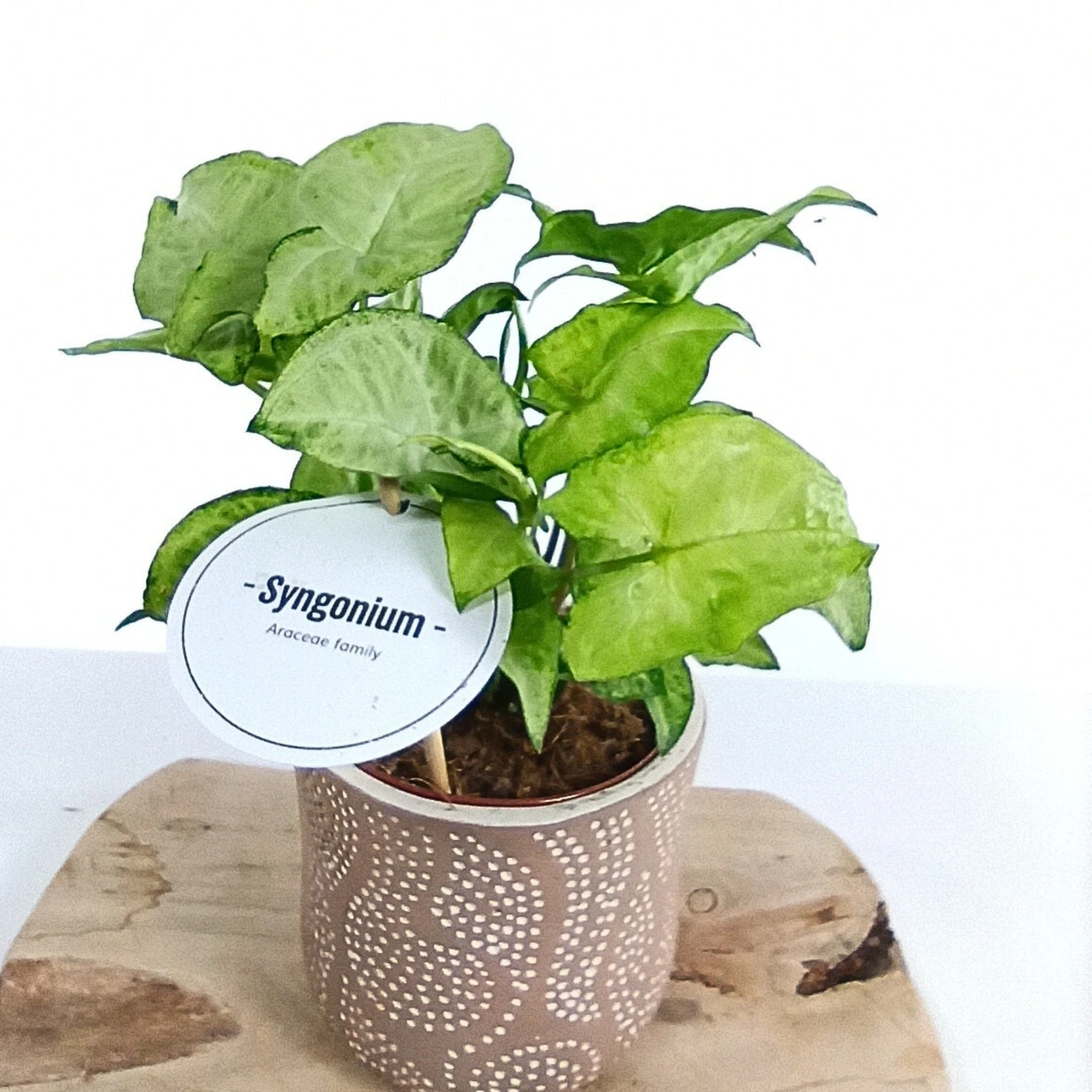 Syngonium White Butterfly C1,2
