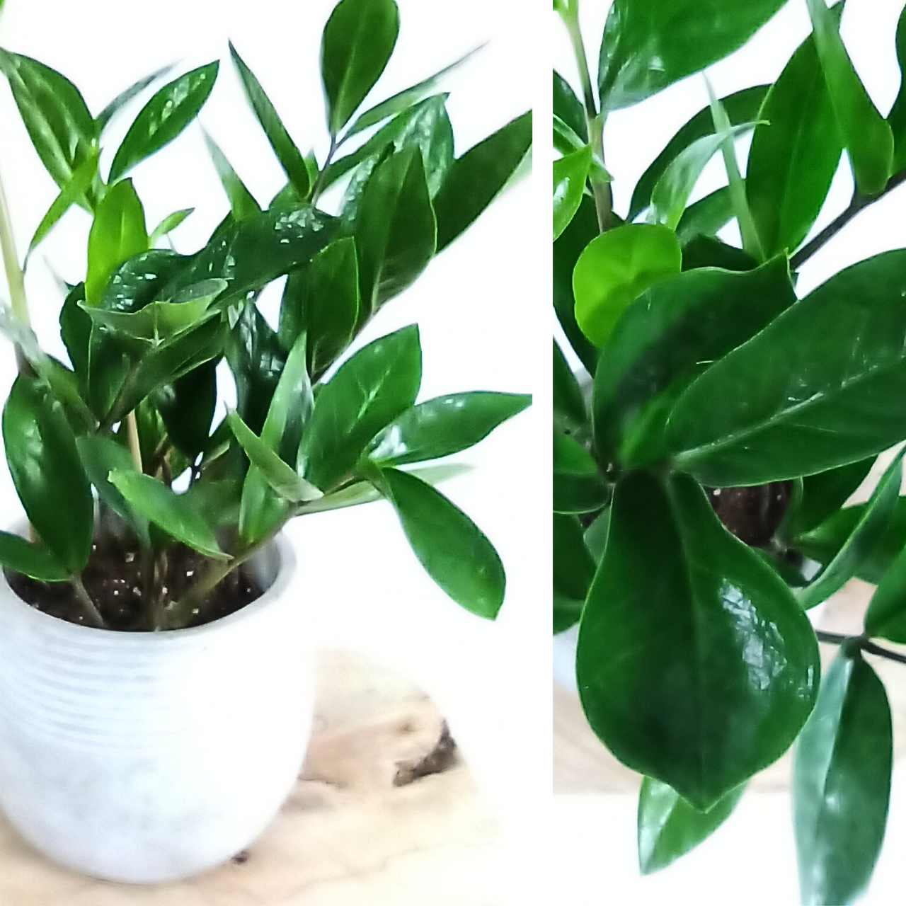 Zamioculcas zamiifolia C1,2