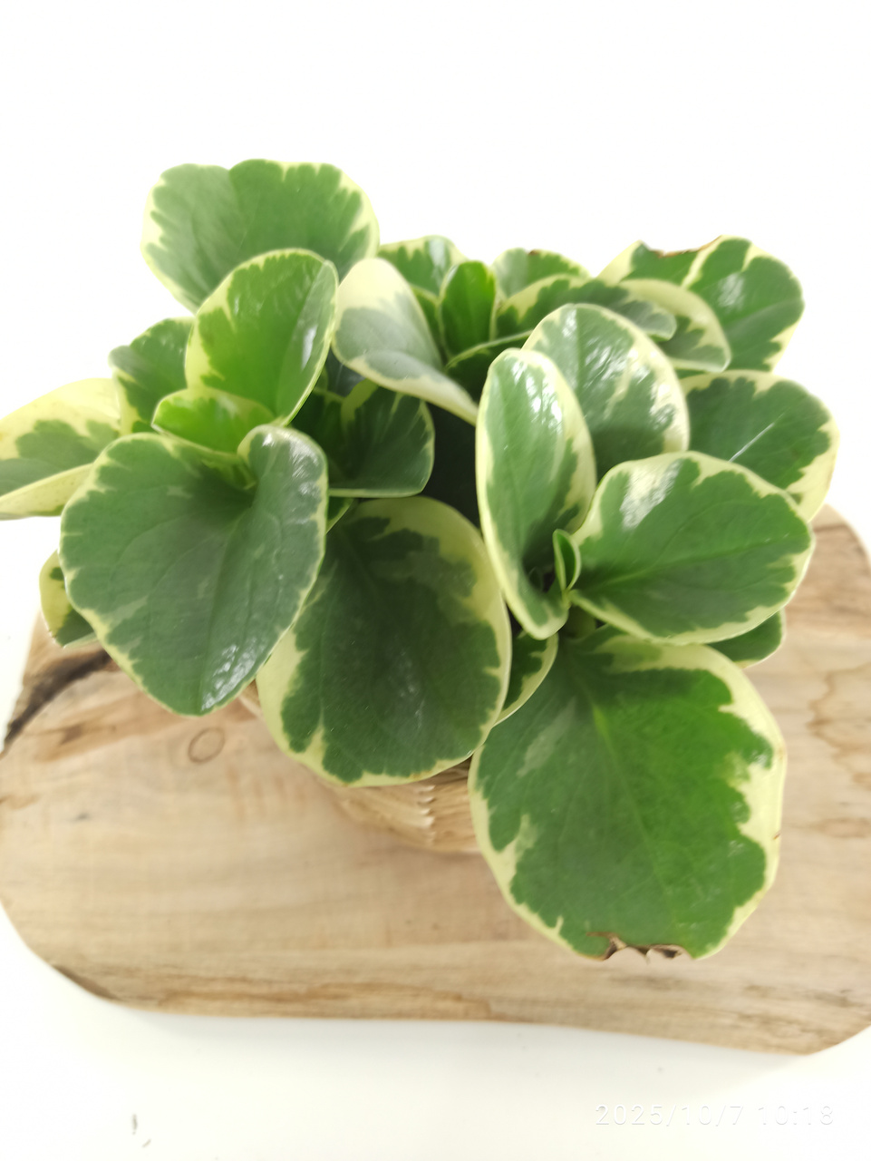 Peperomia obtusifolia variegata C1,2