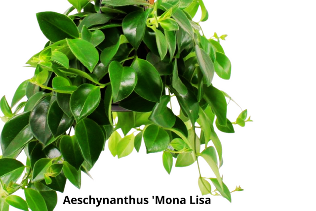 Aeschynanthus Mona Lisa C1,2