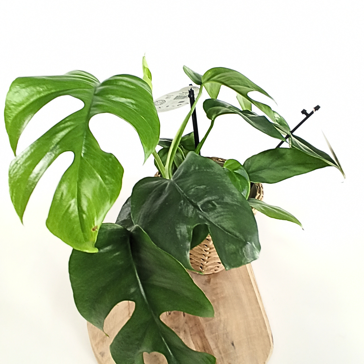 Monstera Minima C1,2