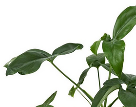 Filodendron Green Wonder Philodendron C1,2