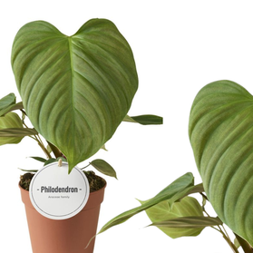 Philodendron Fuzzy Petiole C1,2