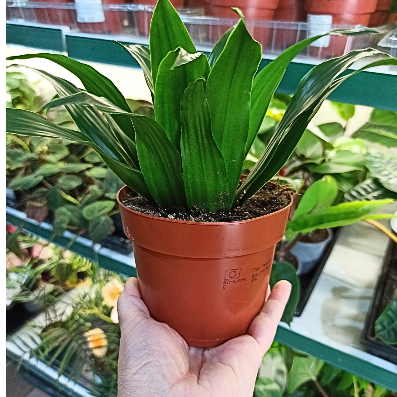 Dracena Compacta Dracaena fragrans C1,2