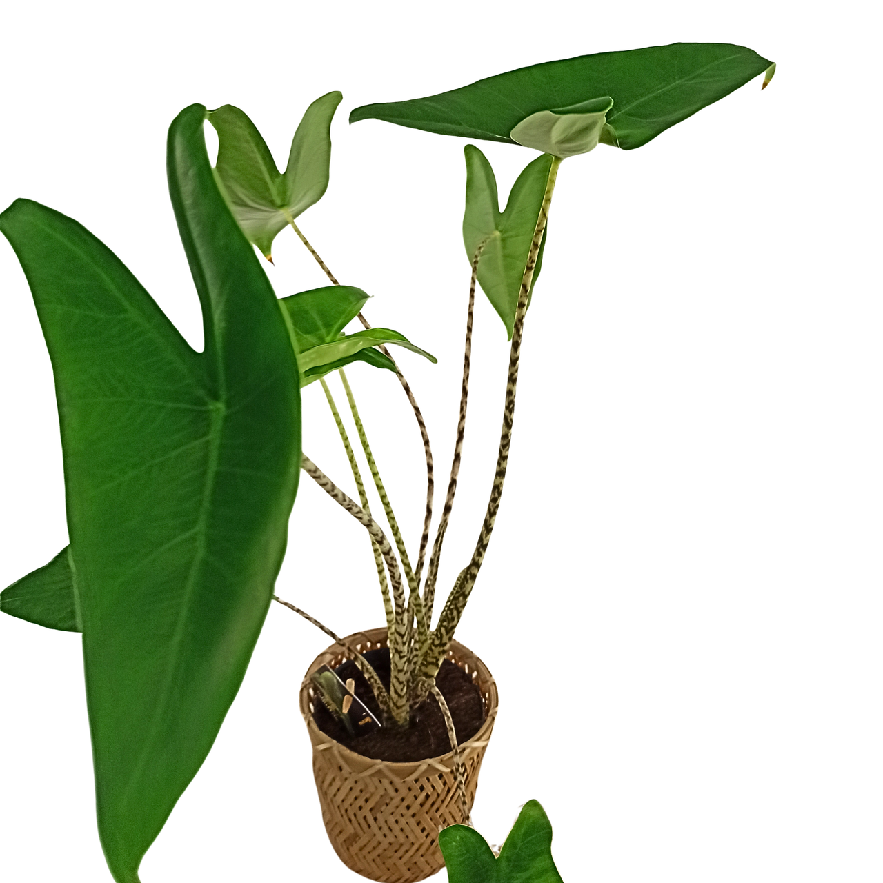 Alokazja pasiasta Alocasia Zebrina C1,4