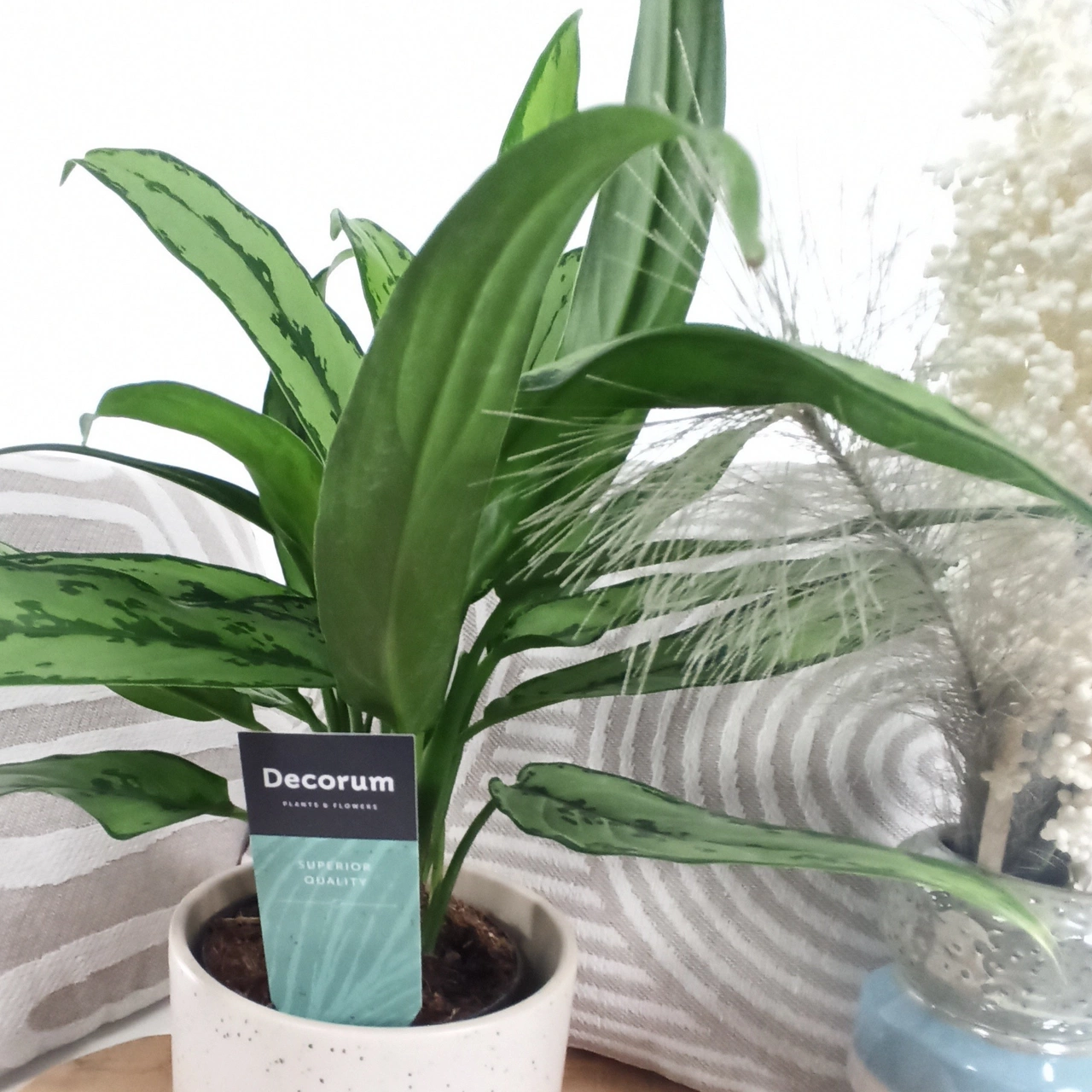 Aglaonema Cutlass C1,2