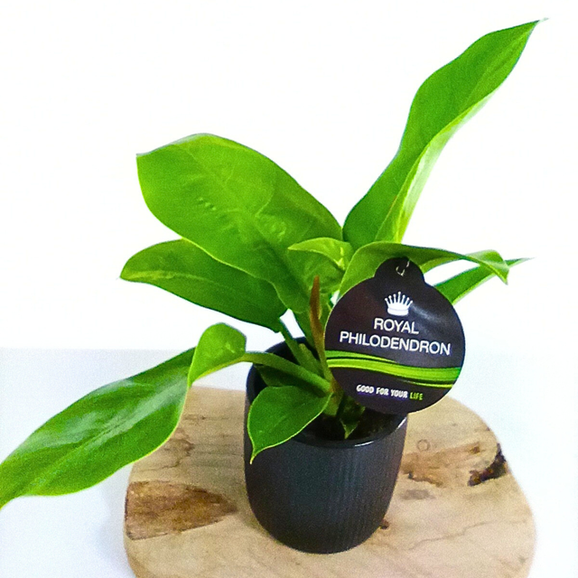 Filodendron Moonlight Philodendron C1,2