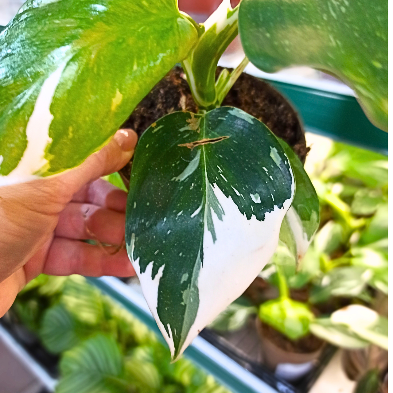 Filodendron White Wizard Philodendron C1,1