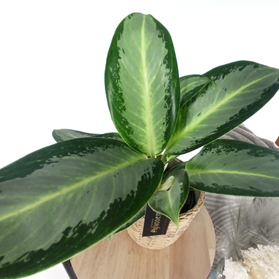 Aglaonema Peach Pearl C1,2