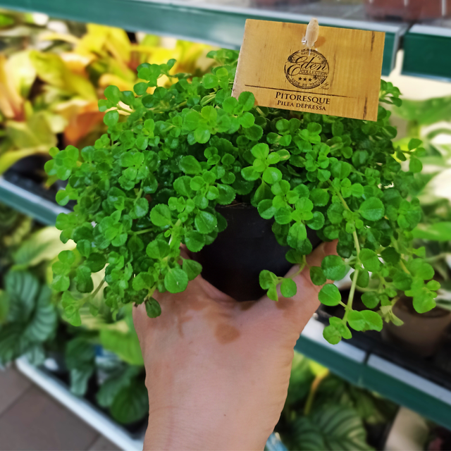 Pilea depressa C1,2