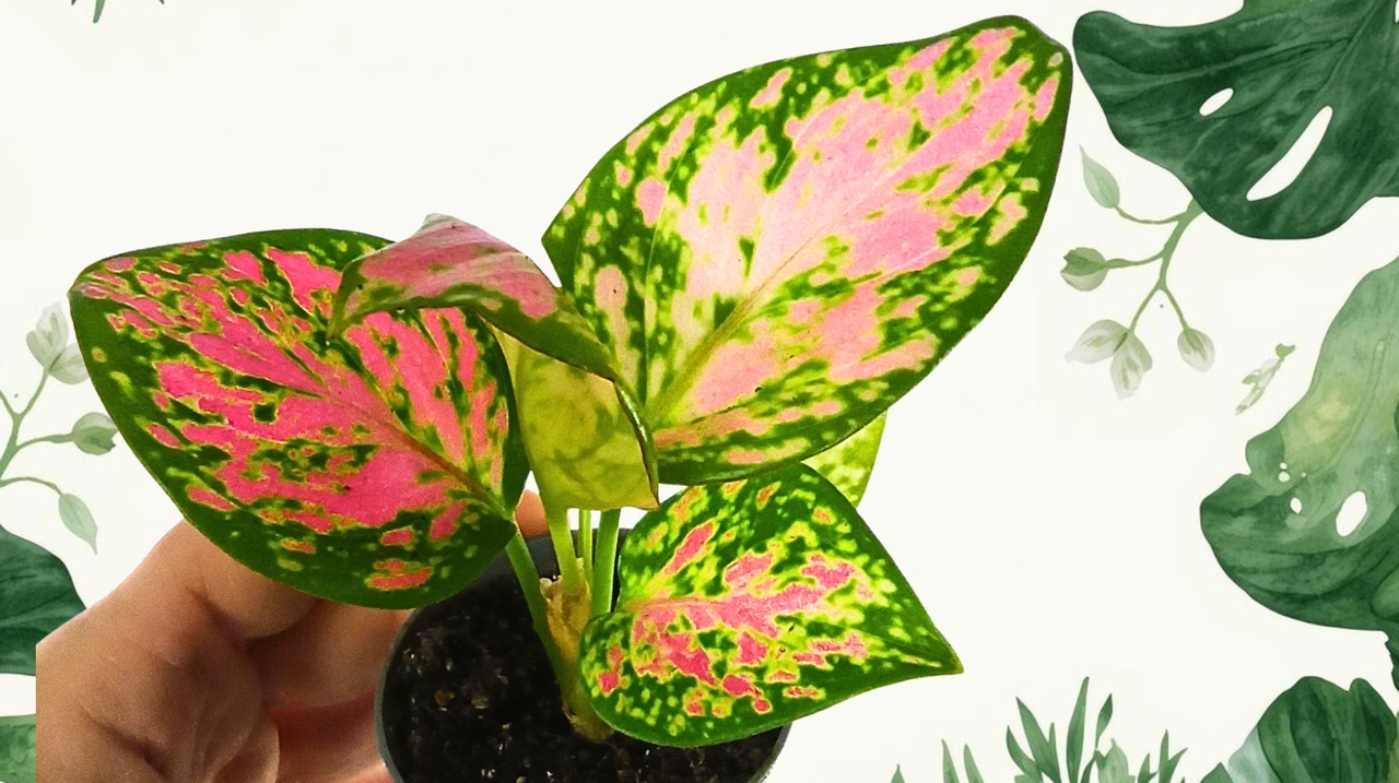 Aglaonema Red Zircon C0,6