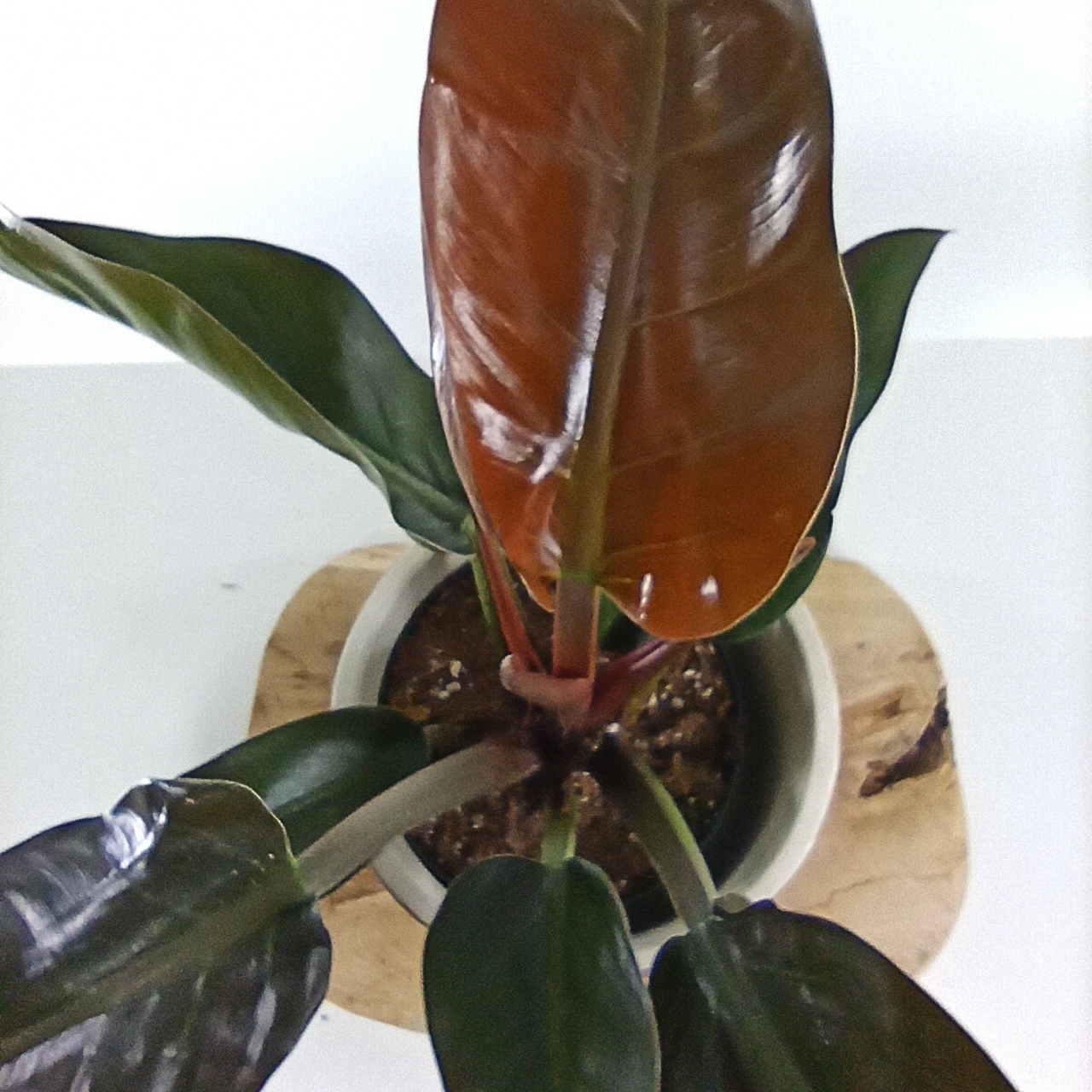 Filodendron Imperial Red Philodendron C1,4